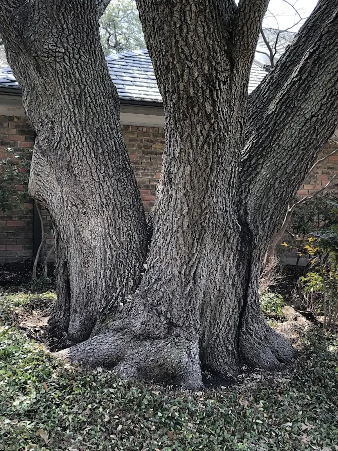 Mature heritage tree close to a Elk Creek property cared for by certified arborists