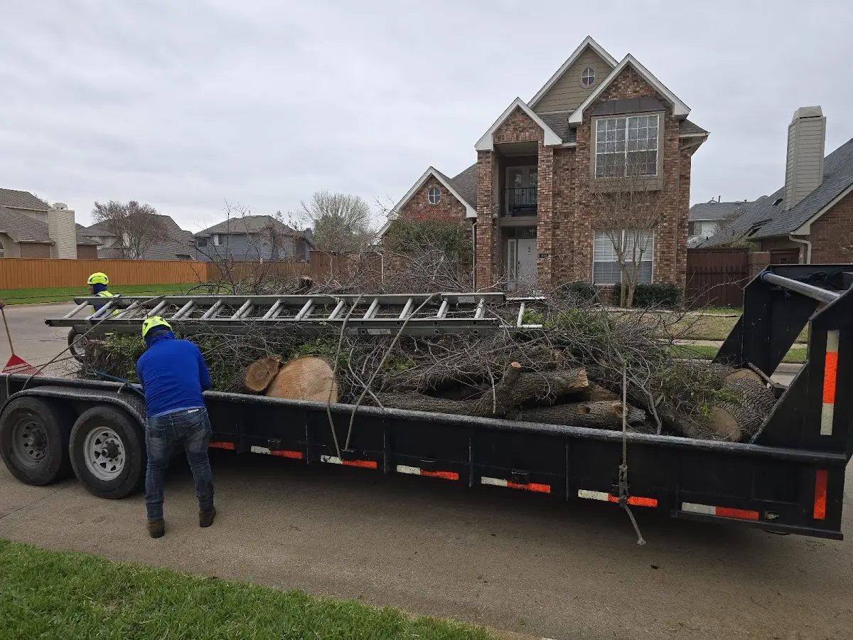 Expert Tree Pest Control with proper safety equipment in Elk Creek